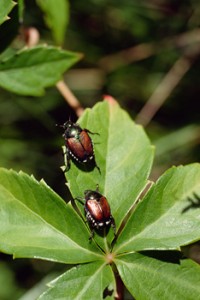 jap beatle